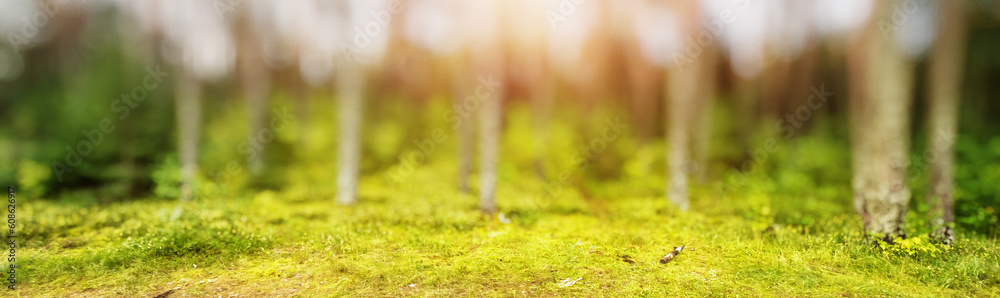 Poster blur forest panorama