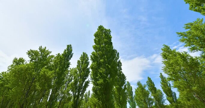 青空のポプラ並木と雲のタイムラプス撮影