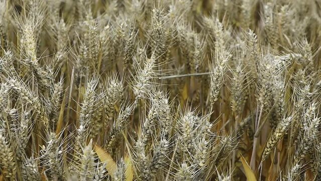 Common bunt, or stinking smut and covered smut, is a disease of wheat.Significant reduces yields.