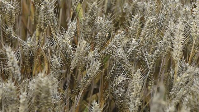 Common bunt, or stinking smut and covered smut, is a disease of wheat.Significant reduces yields.