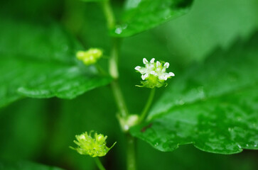 ウワバミソウの花