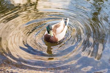 duck in water