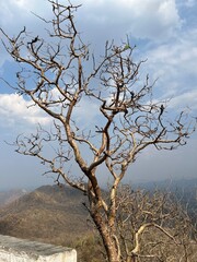 dead tree in the middle of nowhere