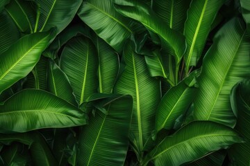 Obraz na płótnie Canvas Tropical banana palm leaves texture. Exotic green background. Generative AI