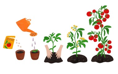 Tomato life cycle illustration hand drawn in watercolor cute illustration isolated element on white. How to grow tomatoes poster for kids.