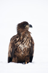 White-tailed eagle on the snow in winter