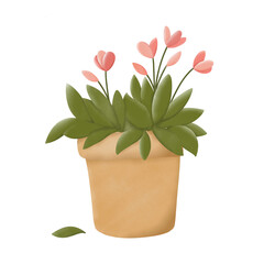pink flower in pot