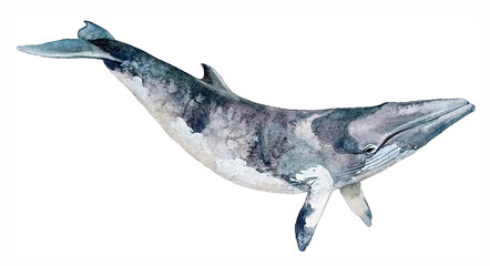Hand painted watercolor minke whale. Sea creature illustration isolated on white background. Sea mammal art for creating cards, posters and interior design