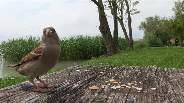 Female house sparrow collects food for chicks from crumbs on the table