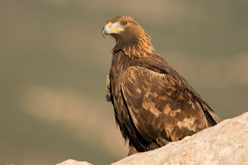 Golden eagle (Aquila chrysaetos) in the wild