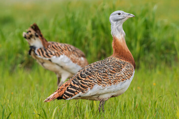 Great bustard (Otis tarda) in the wild