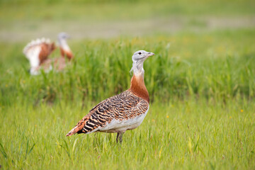 Great bustard (Otis tarda) in the wild