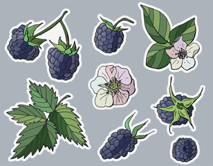 Blackberry sticker set. Cartoon style.