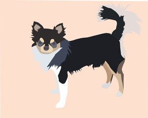 Vector file of male long hair chihuahua
