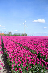 Pink peony tulip field and a wind turbine in The Netherlands