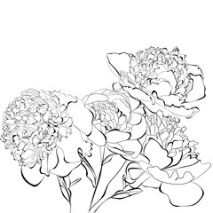 Template for card Peony flowers