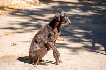 Abandoned starving animals on the streets of the ruined city, thin stray dogs near the destroyed...