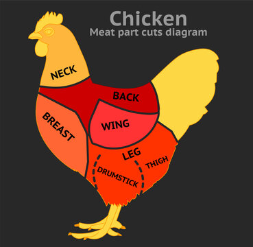 Chicken meat part cuts diagram. Breast, halves thighs, drumsticks, wings, leg, back, neck, breast thigh. Poultry, turkey, birds whole eaten pieces. Butchers Red pink black body. Illustration vector