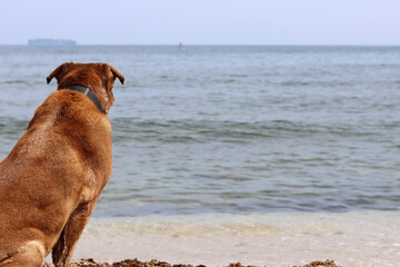 Labrador Retriever sitting on the sand by the sea. Adult dog on a walk. Horizontal photo with space for text. 