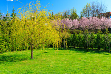 Weeping willow tree in the home garden