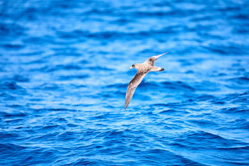 Fototapeta na wymiar Möwe fliegt über Ozean 