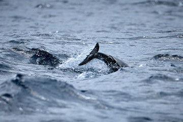 Ein Delfin taucht im Meer ein. © Olgierd Kajak
