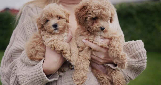 A woman in a warm sweater holds two cute brown puppies in her hands