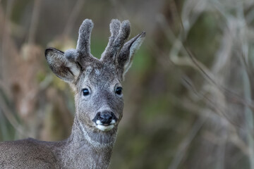 Roe deer (Capreolus capreolus) with velvet antlers in spring, Perth, Scotland