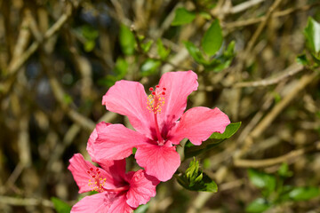 Hibiskus - Schöne Blume im Garten © Olgierd Kajak
