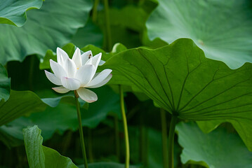 Obraz premium white lotus flower