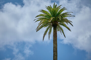 Allein stehende Palme in einem tropischen Land
