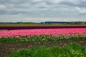 Tulip fields in May. Spring in the Netherlands, the famous Dutch tulip fields. Pink and purple tulips.