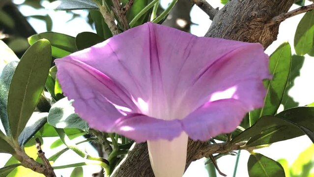 morning glory with violet flower in a macro shot