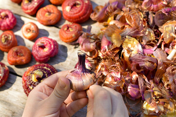 Preparation and planting of gladioli bulbs in the ground. Gladioli bulbs before planting. Gardening. Floriculture.