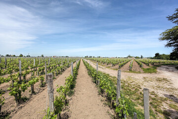Fototapeta na wymiar Landscape Pomerol Saint Emilion vineyards in Bordeaux region in France