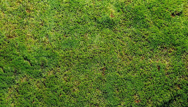 Lawn moss background texture