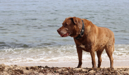 Labrador Retriever at the beach on the background of the sea. Dog enjoying sunny day on a beach.  Pet care concept. 