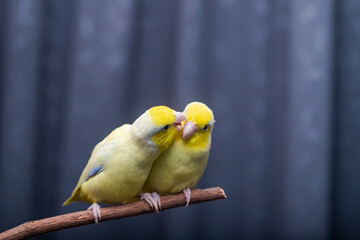 Beautiful tiny cute Forpus parrot bird, Exotic pet