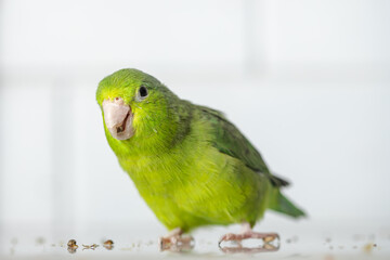 Beautiful tiny cute Forpus parrot bird, Exotic pet