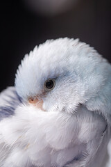 Beautiful tiny cute Forpus parrot bird, Exotic pet