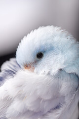Beautiful tiny cute Forpus parrot bird, Exotic pet