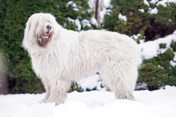 Obedient young South Russian Shepherd dog posing outdoors standing on a snow in winter