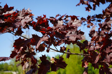holly maple royal red leaves in summer season