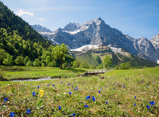 Ahornboden valley Risstal at springtime, blooming gentian and Karwendel alps, austria
