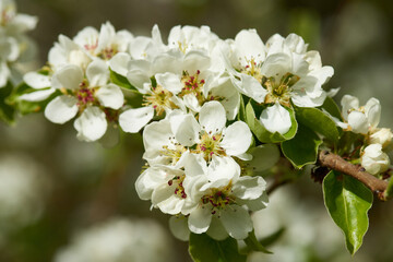 Birnbaum Bl&uuml;ten auf einer Streuobstwiese	