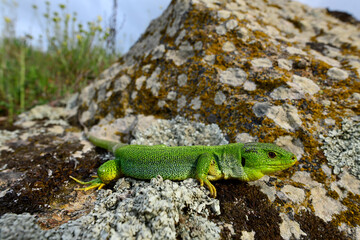 East-Aegean Giant Emerald Lizard // Östliche Riesensmaragdeidechse (Lacerta diplochondrodes dobrogica) - Thrace, Greece