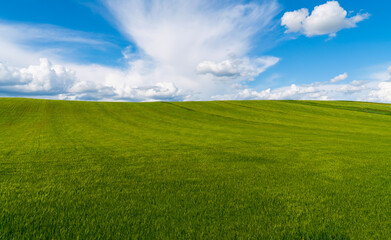 Green crops in a hilly field.