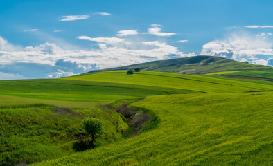 Obraz premium Far view of green crops in a hilly field and a couple of trees on top of the hill.