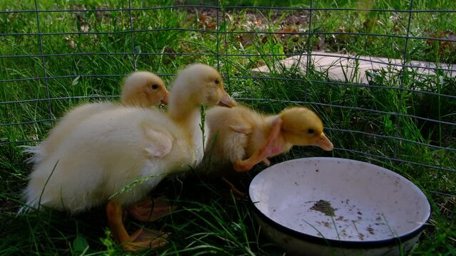 Slow motion of three ducklings in small enclosure being held outside while warm. One duck eat grass and other brush it self with foot while standing next to empty bowl.