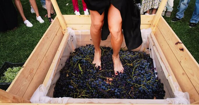 Traditional wine crushing. Female feet crushing ripe grapes in a bucket after harvesting grapes. Wine production